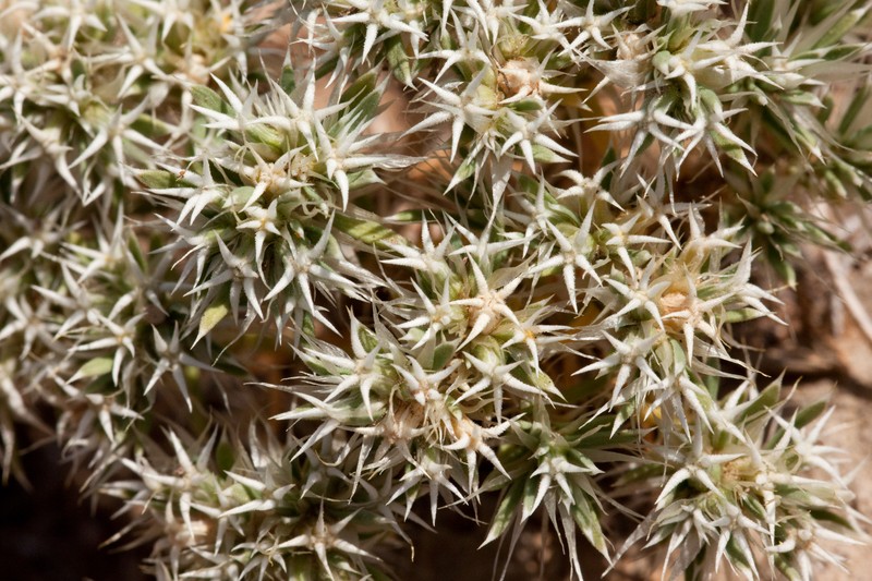 Wilkinson's Nailwort