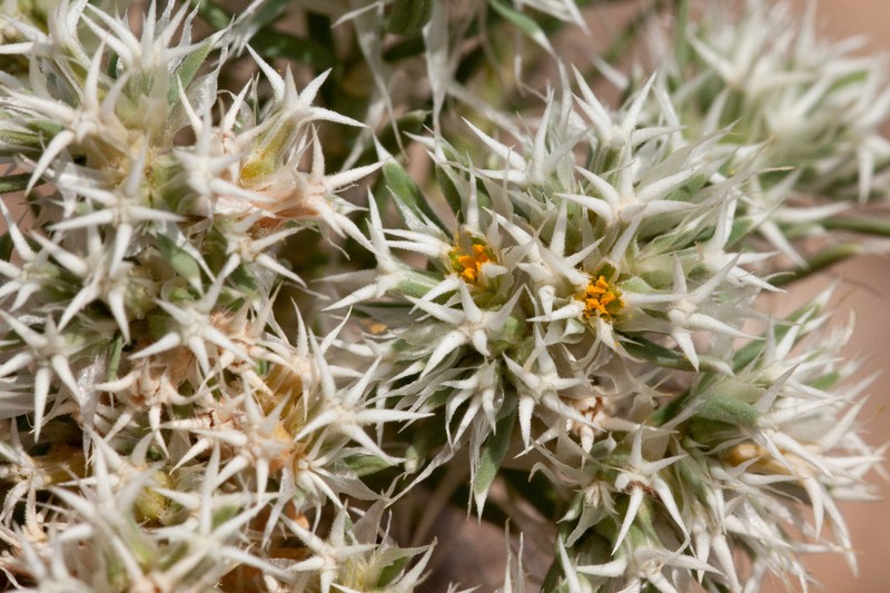 Wilkinson's Nailwort