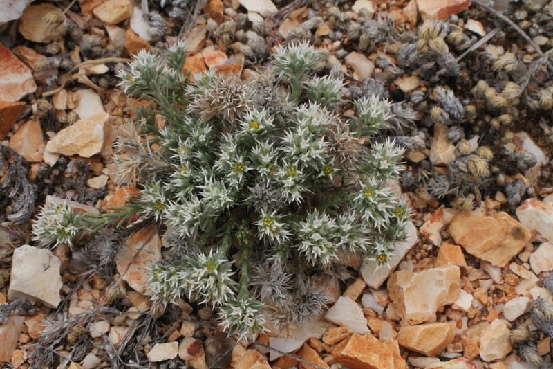 Wilkinson's Nailwort photo 2