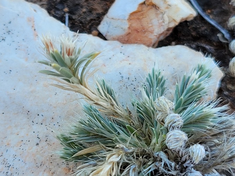Wilkinson's Nailwort photo 3