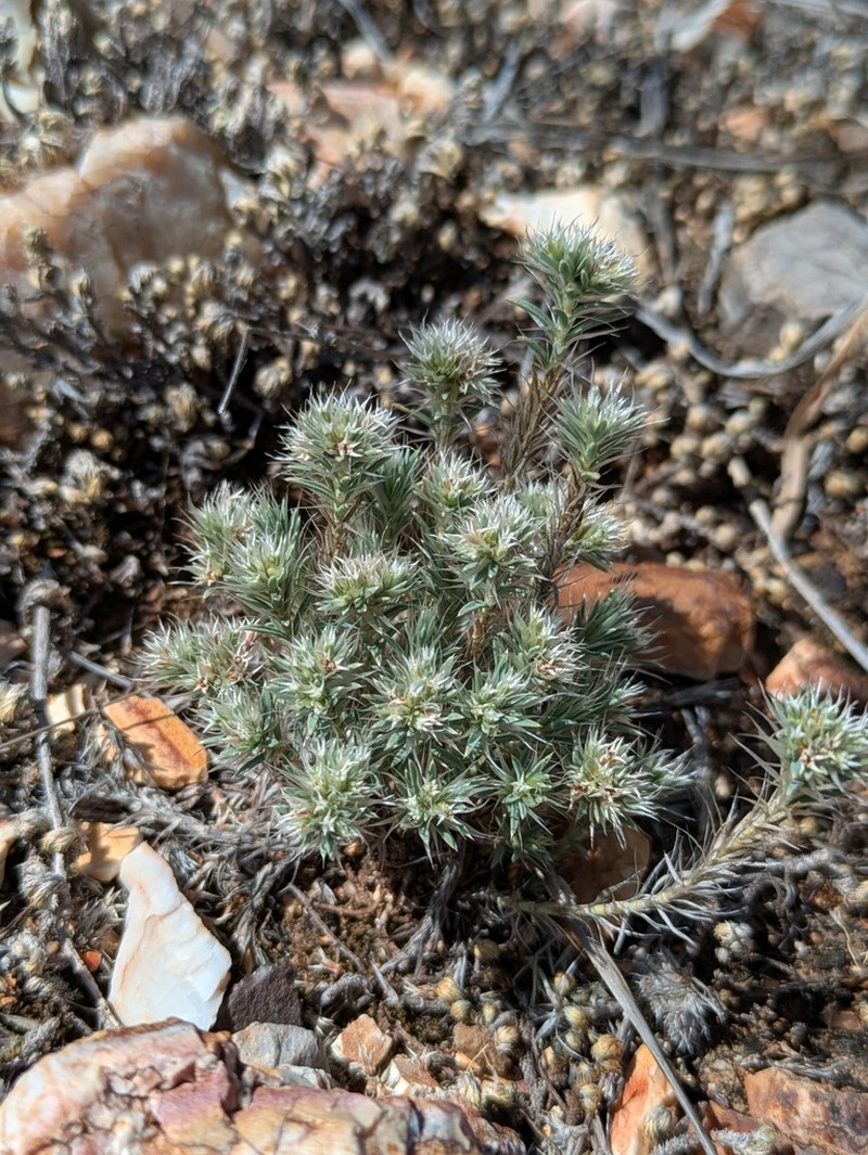 Wilkinson's Nailwort photo 4
