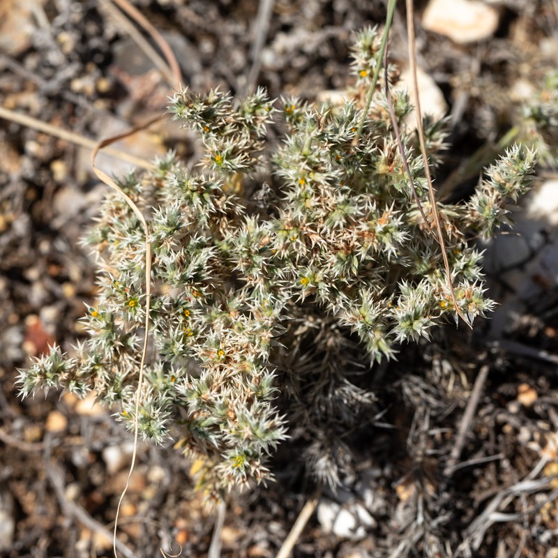 Wilkinson's Nailwort photo 5