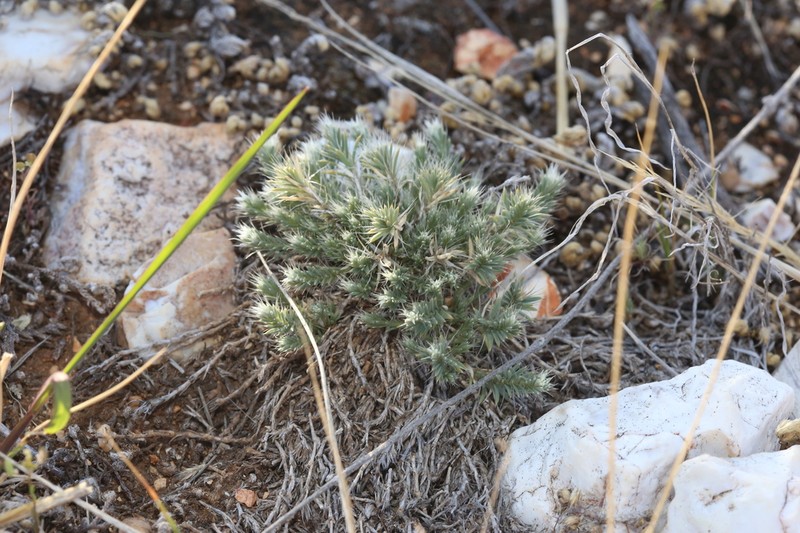 Wilkinson's Nailwort photo 6