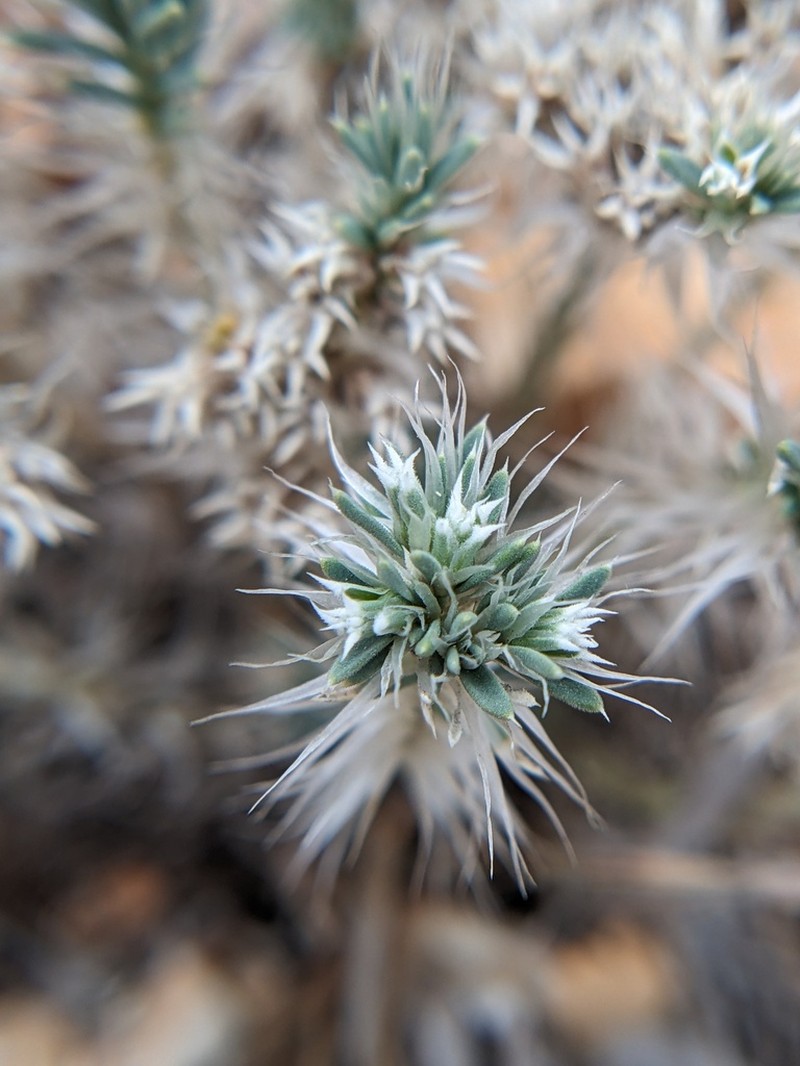Wilkinson's Nailwort photo 7