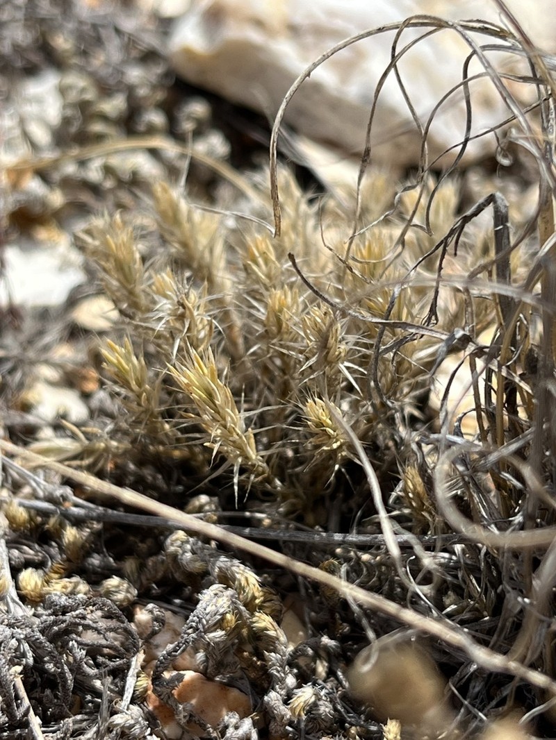 Wilkinson's Nailwort photo 8