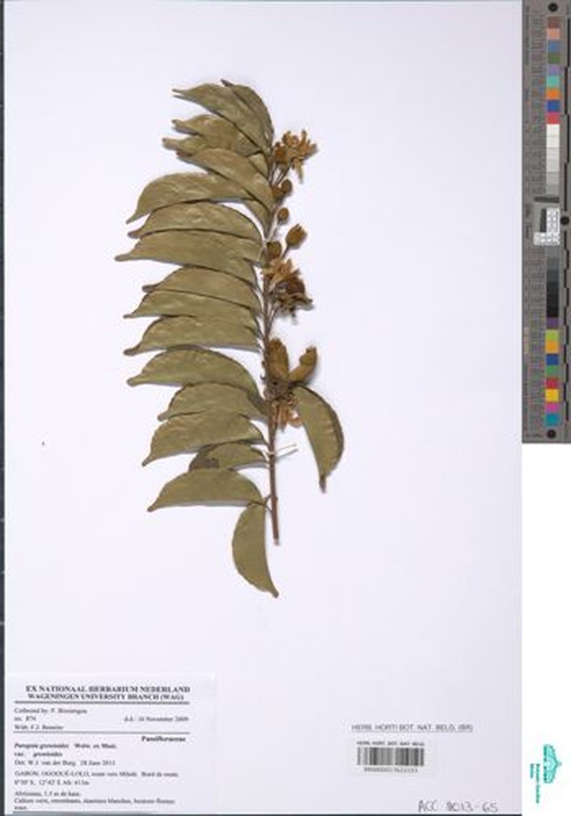Paropsia grewioides var. grewioides