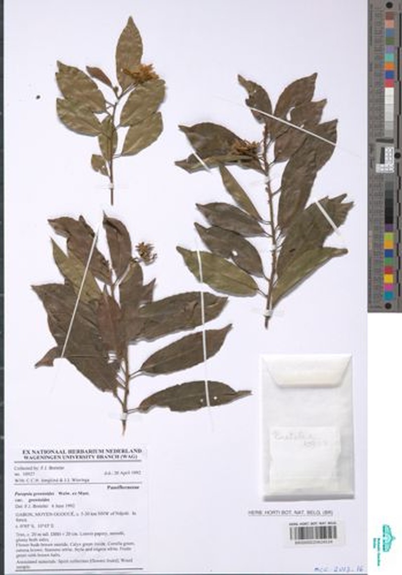 Paropsia grewioides var. grewioides photo 2