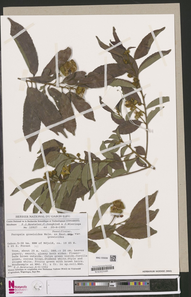 Paropsia grewioides var. grewioides photo 3