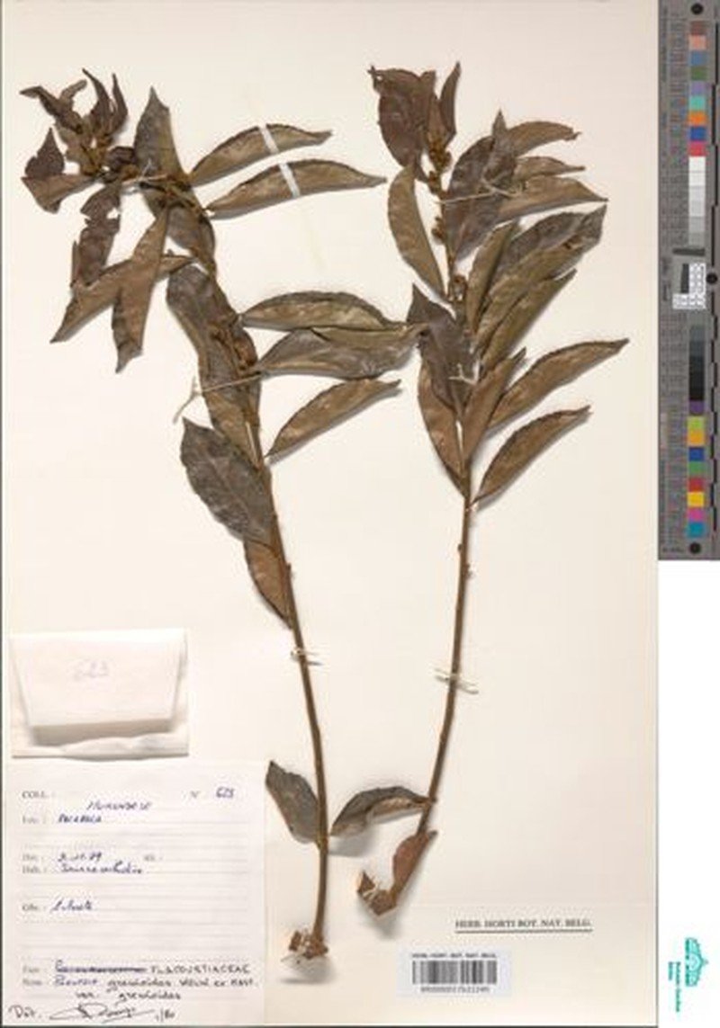 Paropsia grewioides var. grewioides photo 4