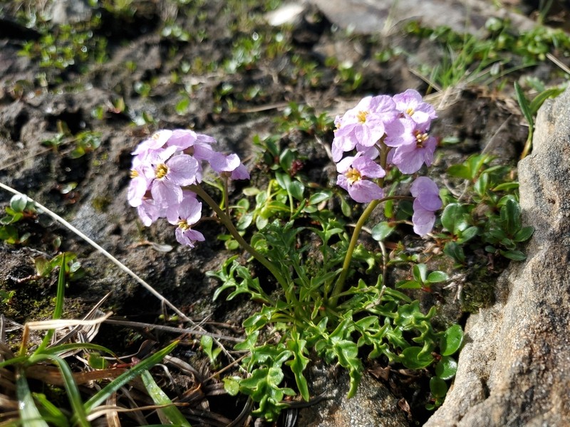 Inuit Wallflower