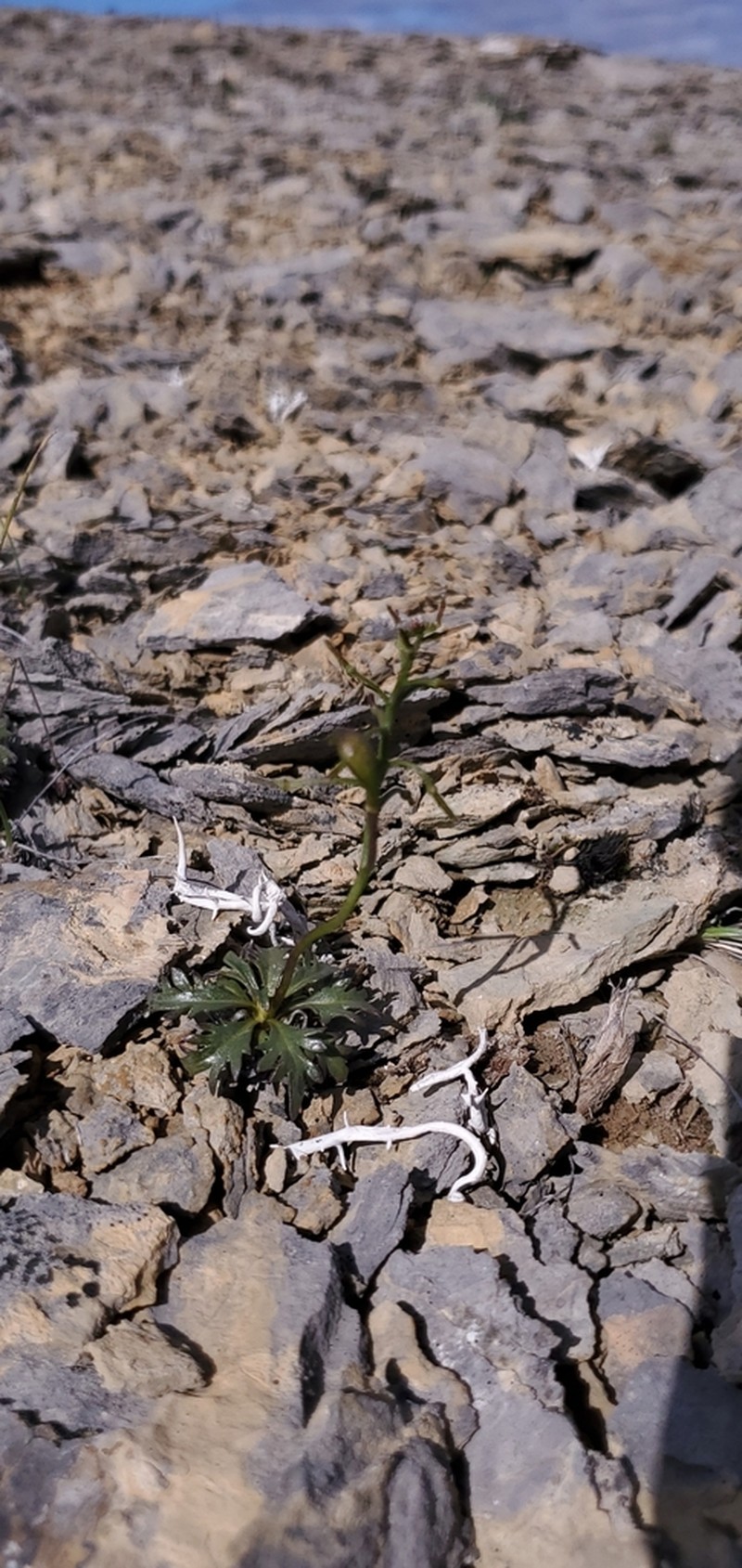 Inuit Wallflower photo 2