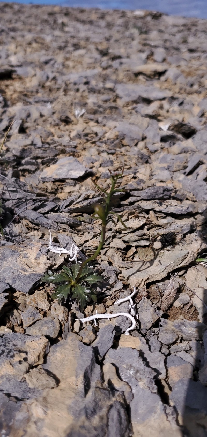 Inuit Wallflower photo 5