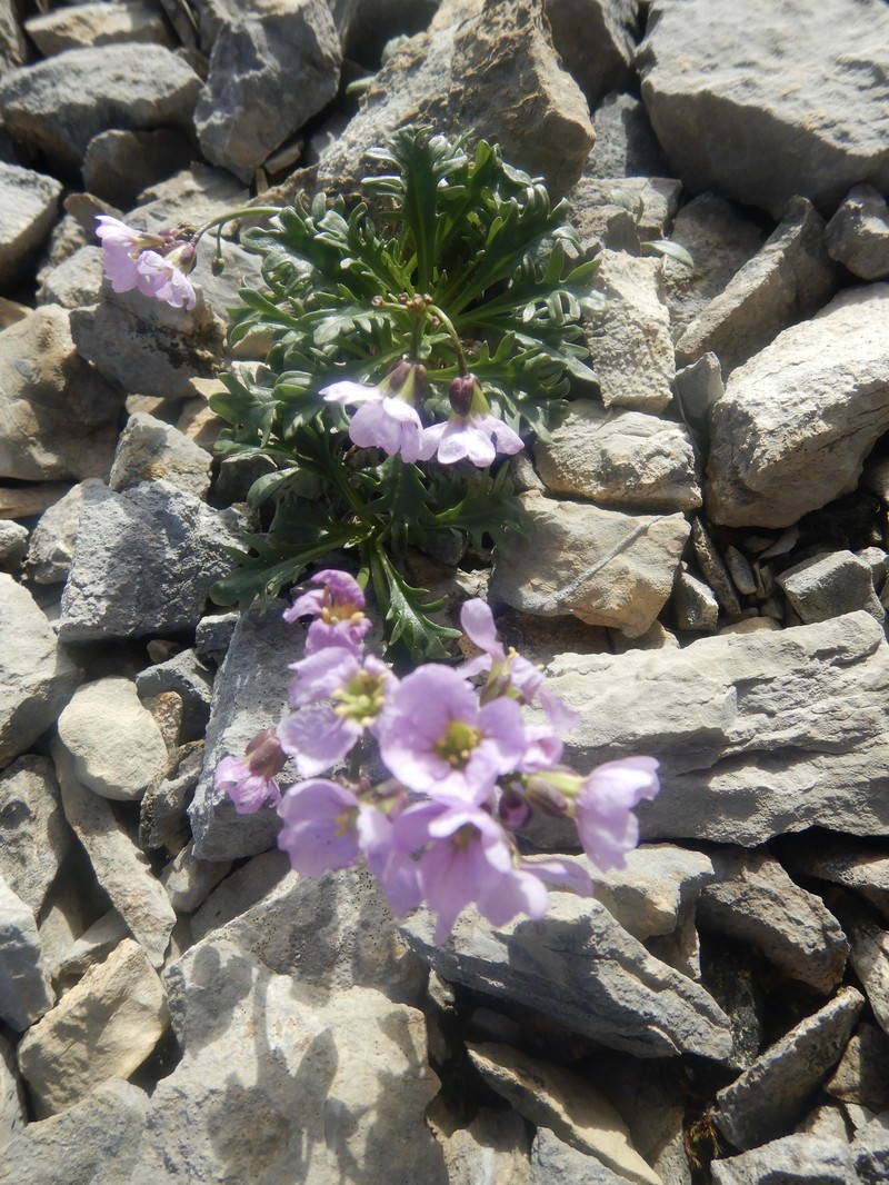 Inuit Wallflower photo 6