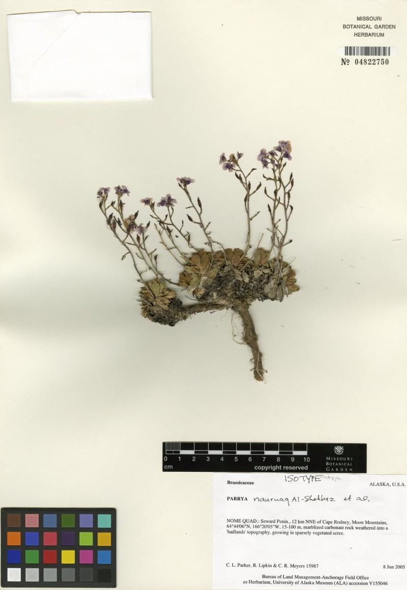 Inuit Wallflower photo 7