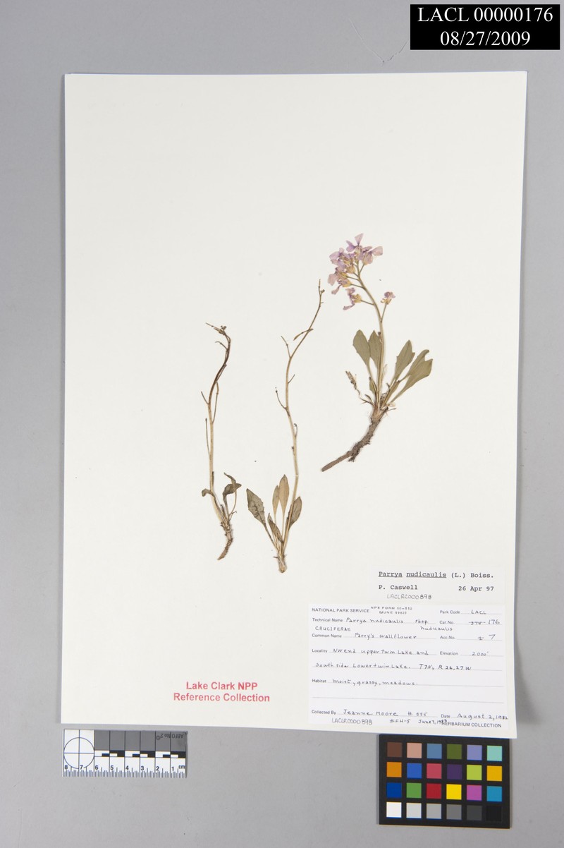 Nakedstem Wallflower photo 3