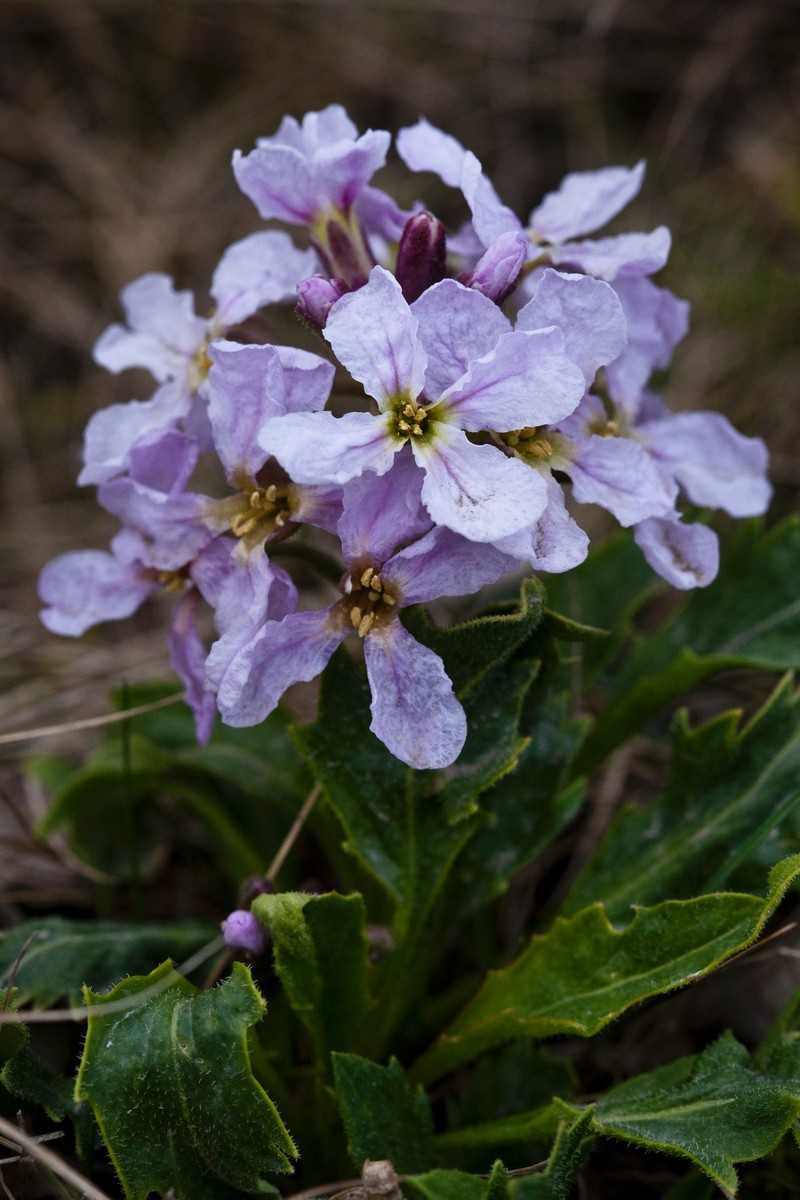 Nakedstem Wallflower photo 5