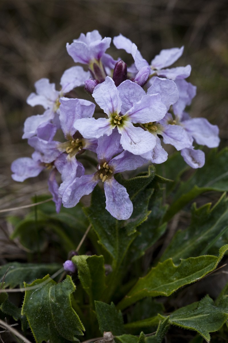 Nakedstem Wallflower photo 6