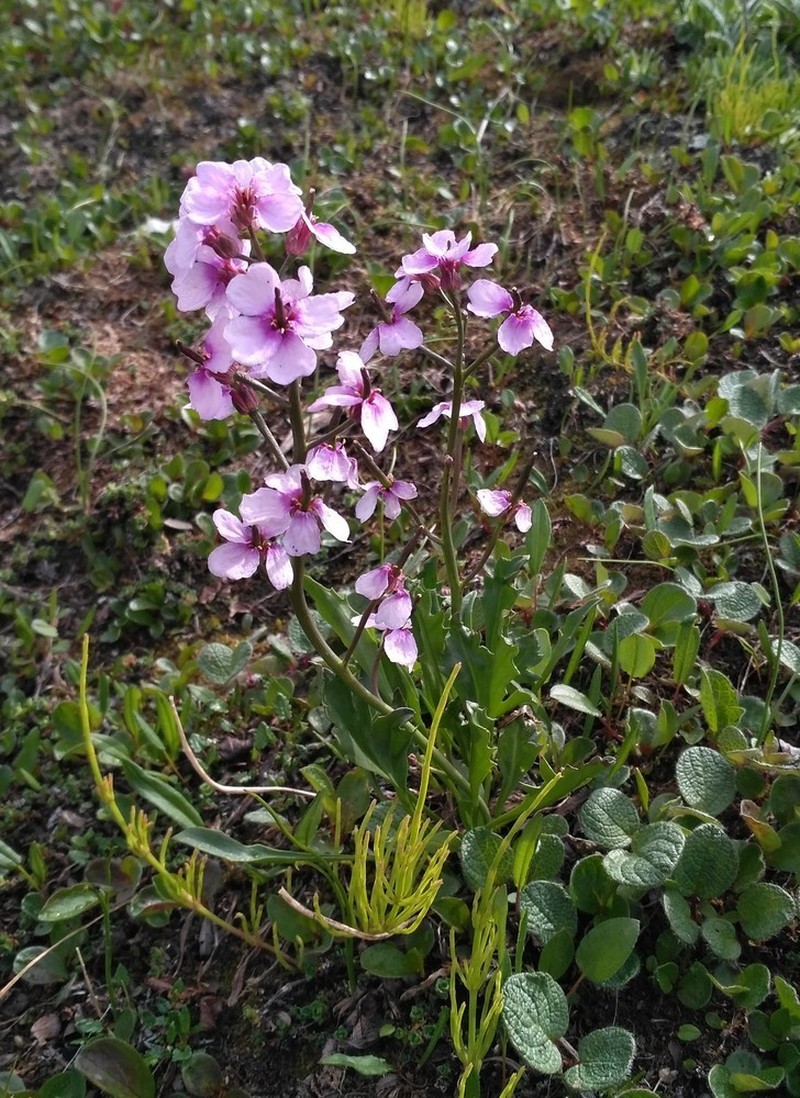 Nakedstem Wallflower photo 3
