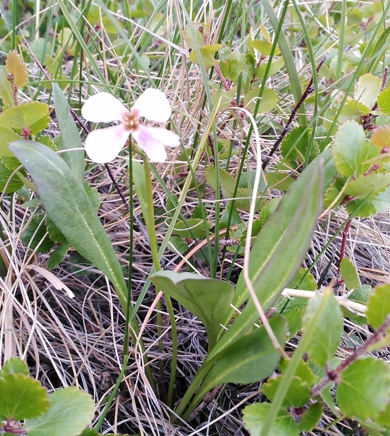 Nakedstem Wallflower photo 8