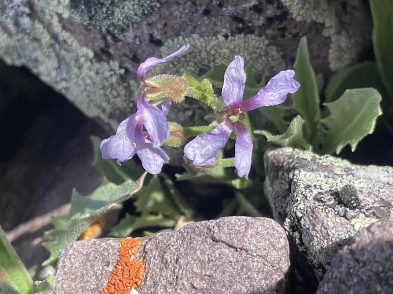 Parrya rydbergii photo 2