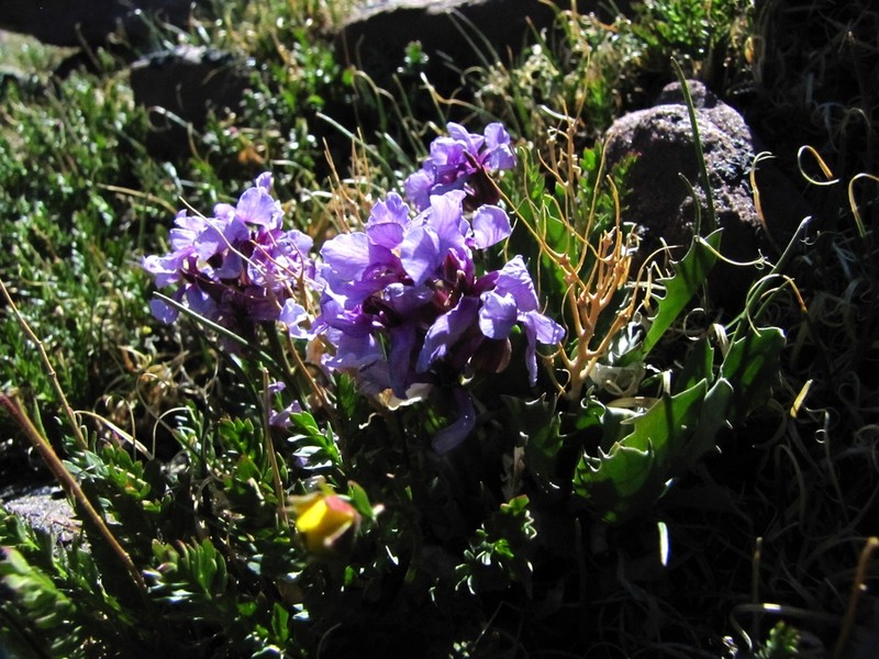 Parrya rydbergii photo 3