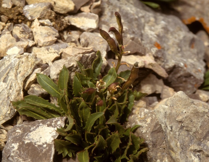 Parrya rydbergii photo 5