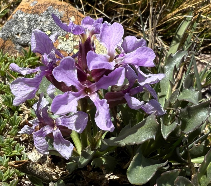 Parrya rydbergii photo 6