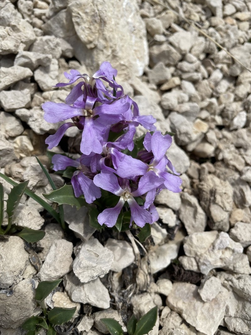 Parrya rydbergii photo 7
