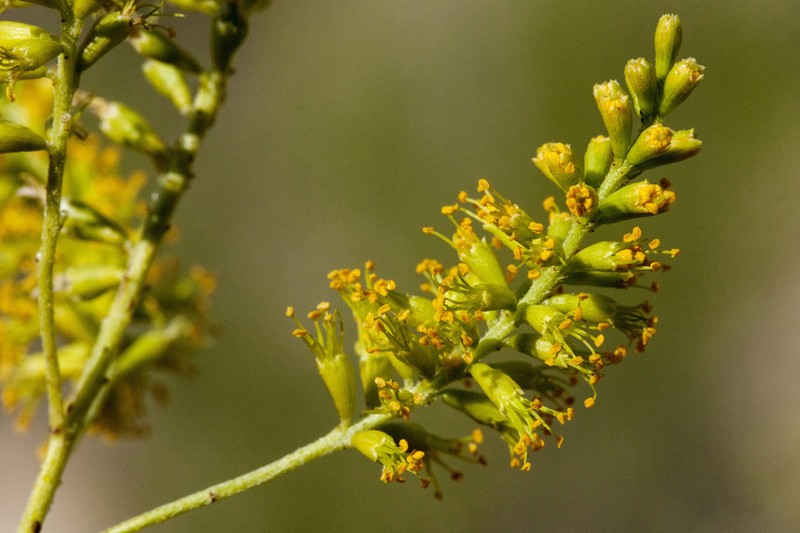 Common Dunebroom