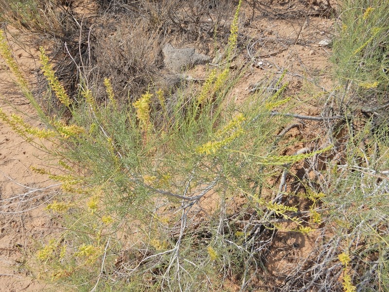 Common Dunebroom photo 2