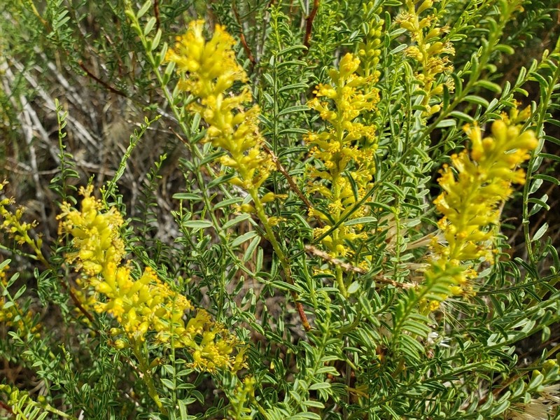 Common Dunebroom photo 3