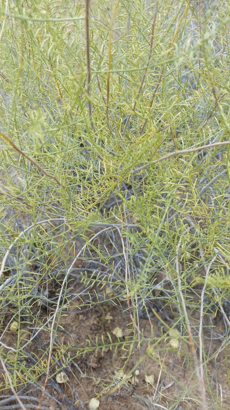 Common Dunebroom photo 4