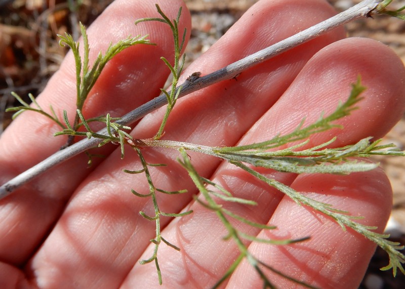 Common Dunebroom photo 5