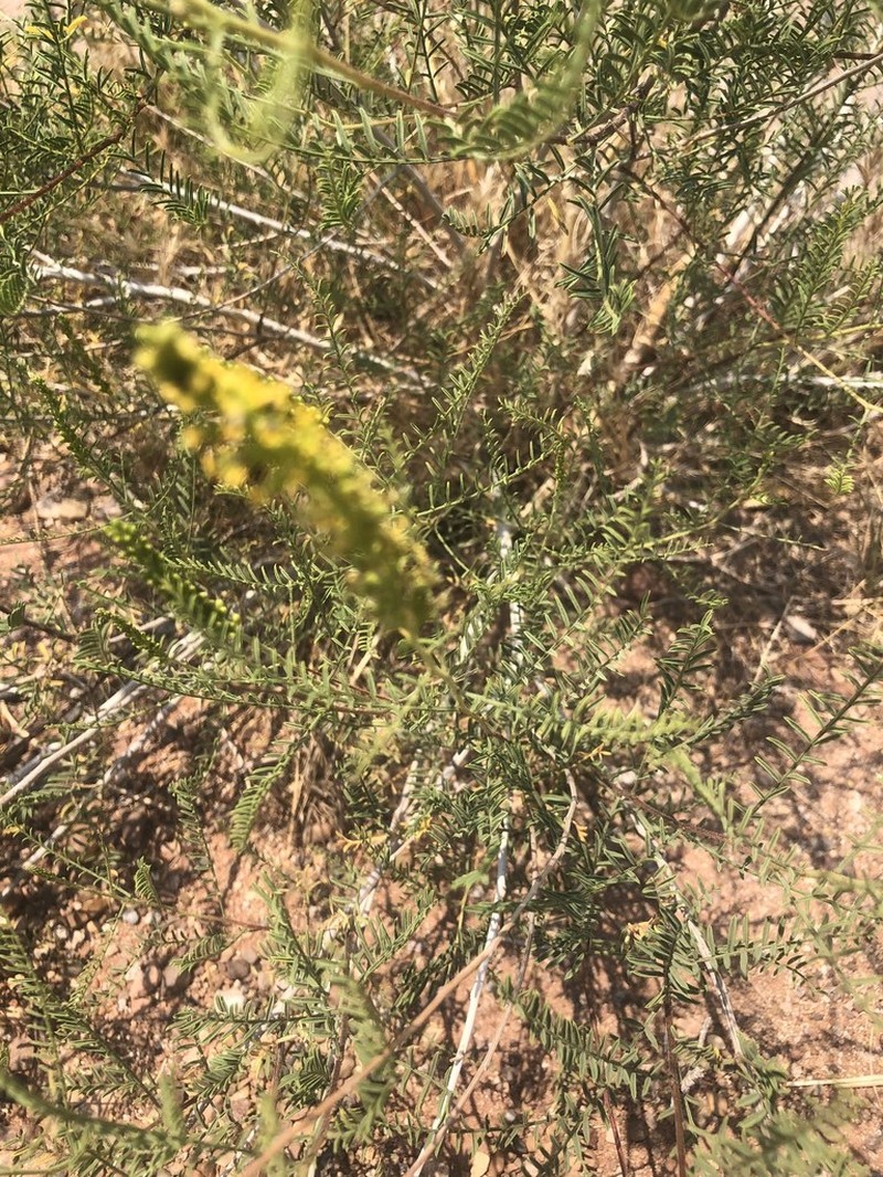 Common Dunebroom photo 6