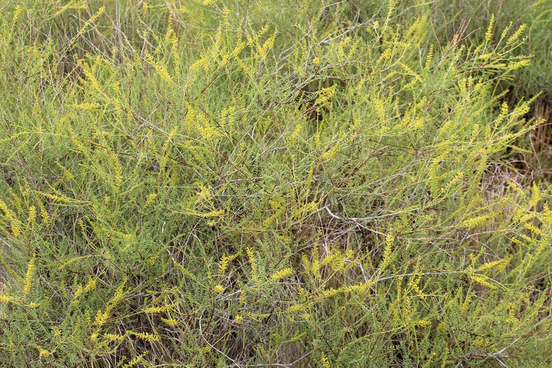 Common Dunebroom photo 8