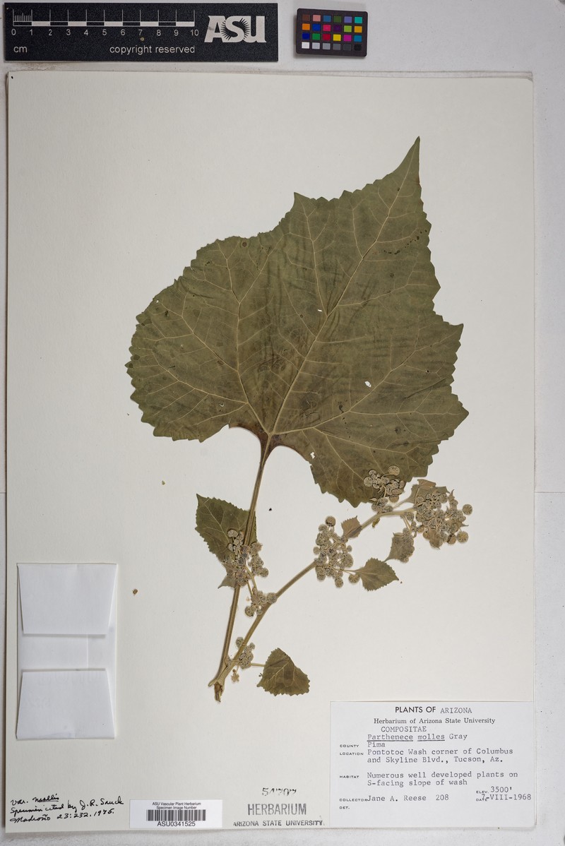 Parthenice mollis var. mollis