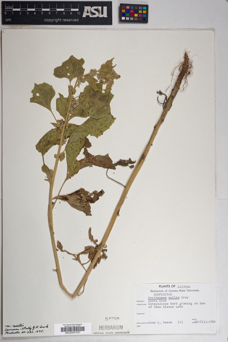 Parthenice mollis var. mollis photo 2