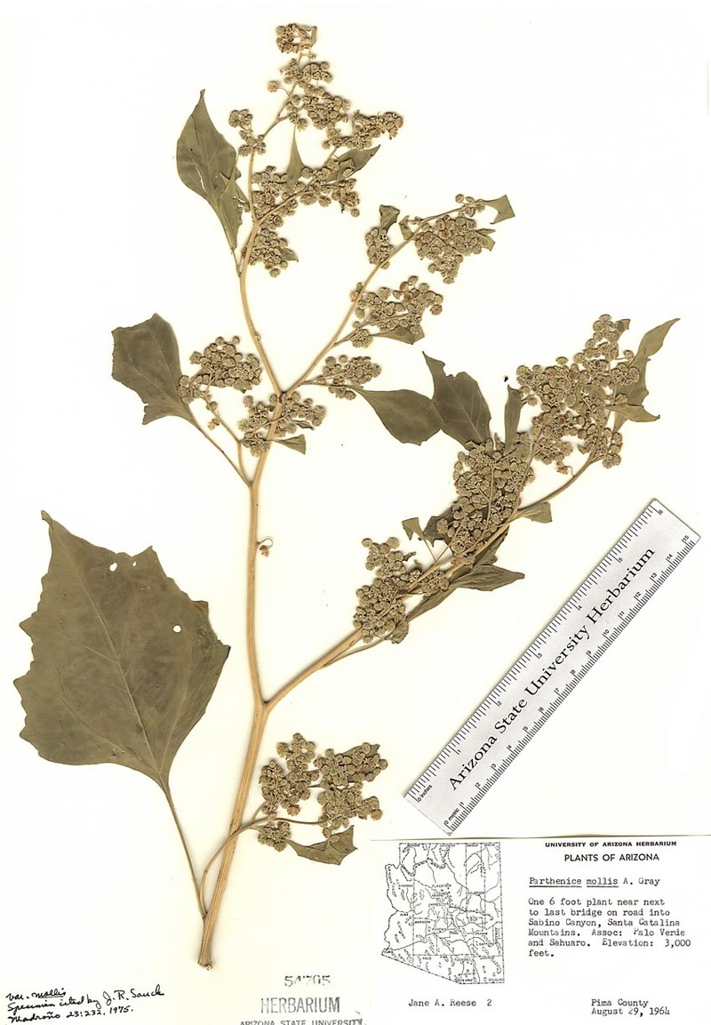 Parthenice mollis var. mollis photo 3