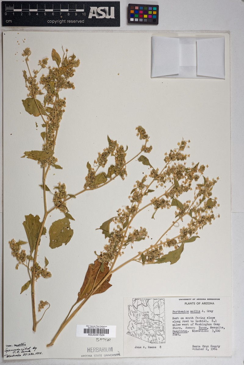 Parthenice mollis var. mollis photo 4