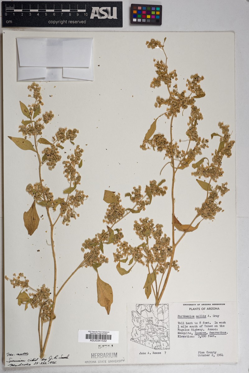 Parthenice mollis var. mollis photo 5