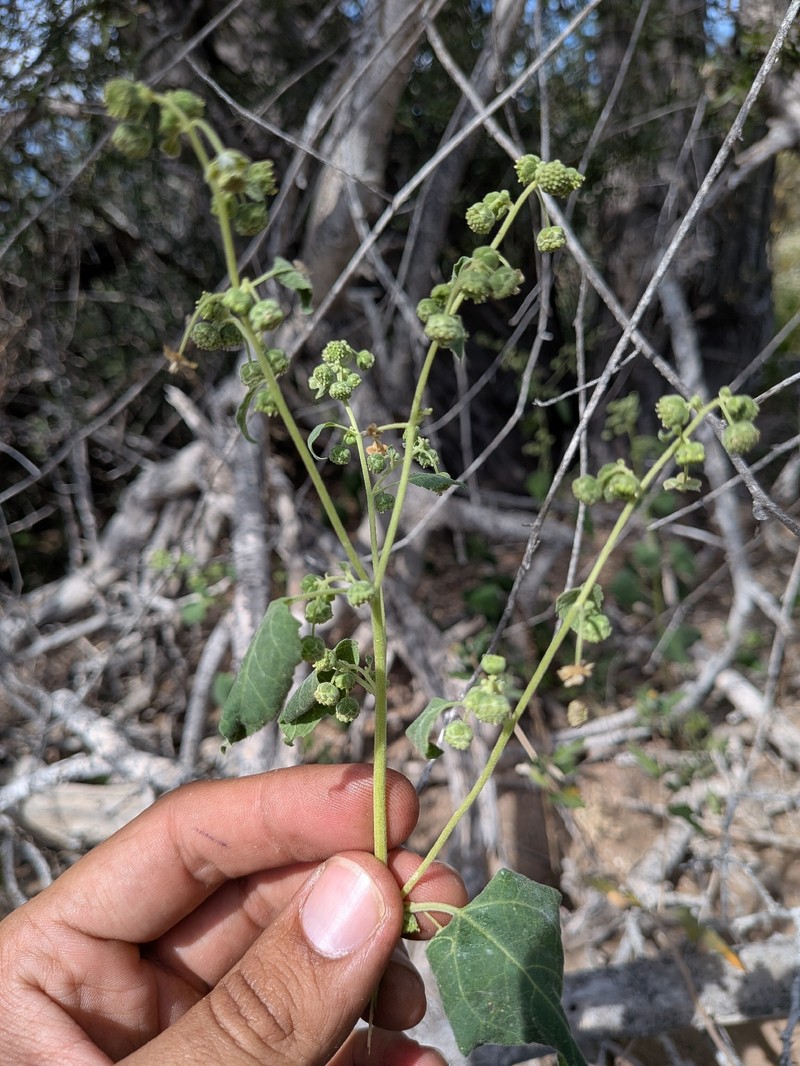 Parthenice mollis var. peninsularis