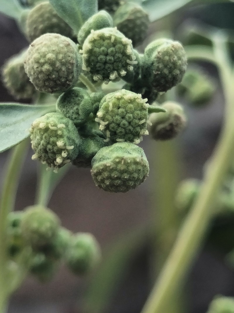 Parthenice mollis var. peninsularis photo 4