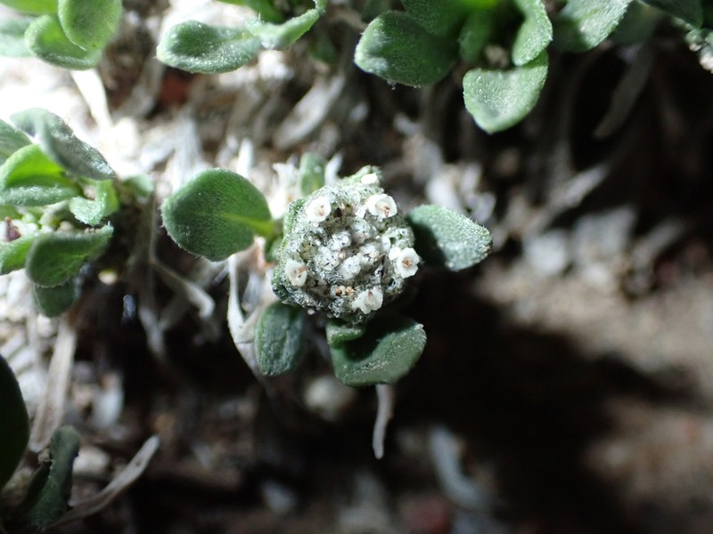 Alpine Feverfew
