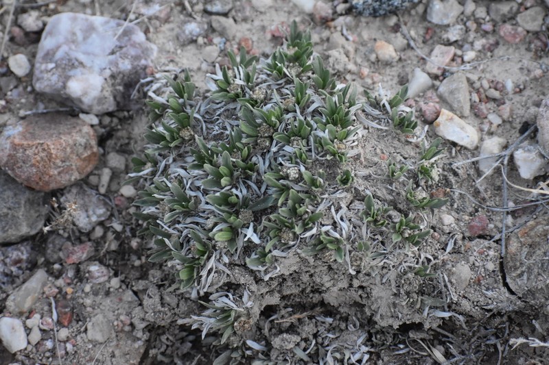 Alpine Feverfew photo 3