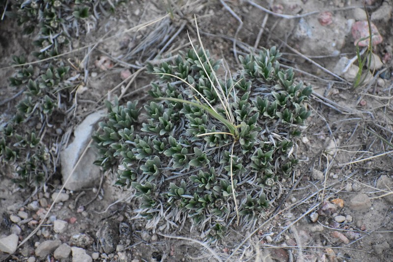 Alpine Feverfew photo 4