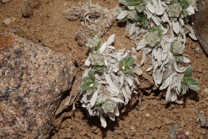 Alpine Feverfew photo 6