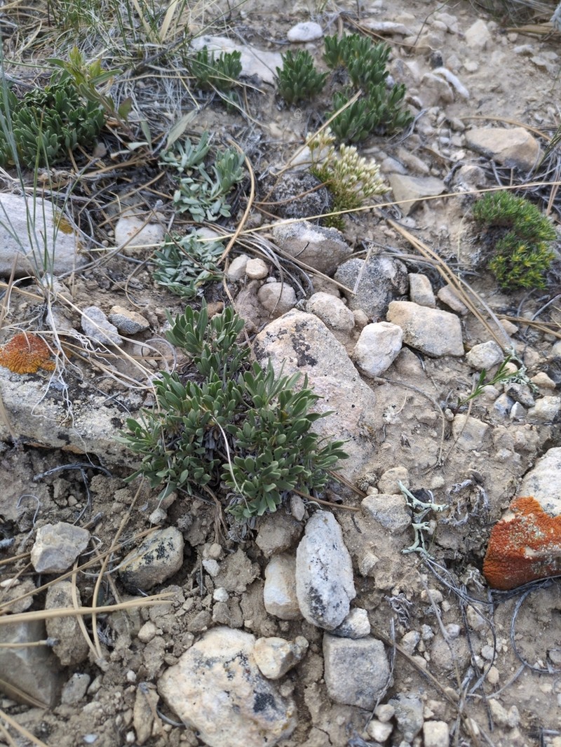 Alpine Feverfew photo 7