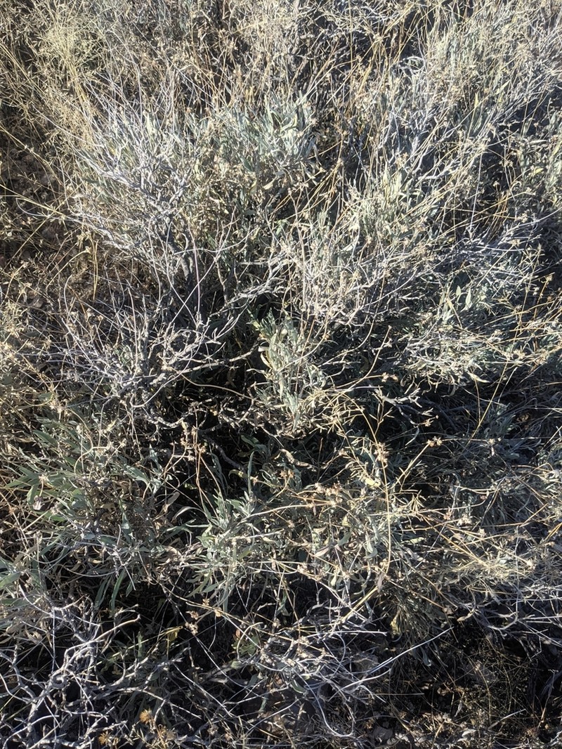 Guayule photo 2