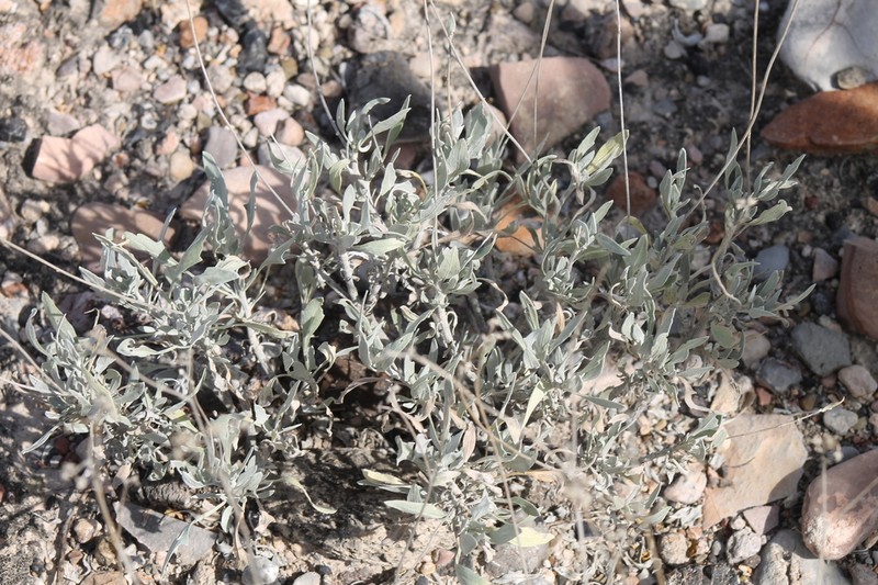 Guayule photo 3
