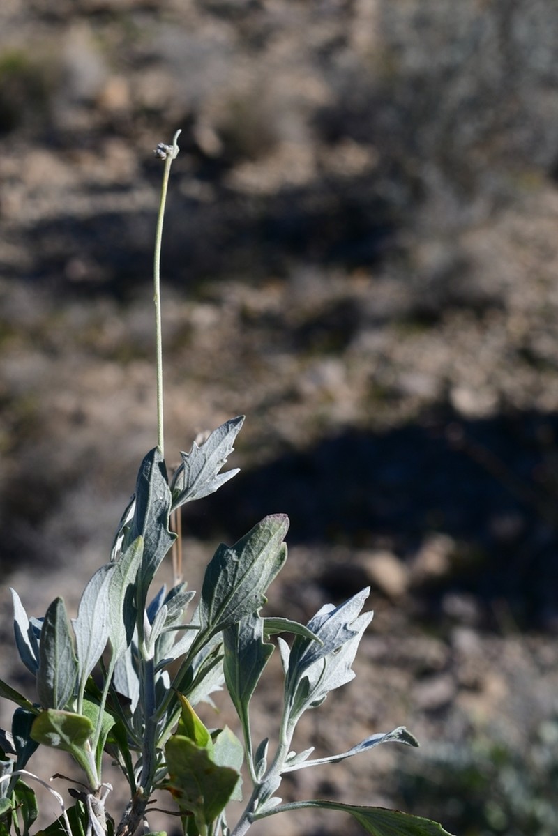 Guayule photo 4